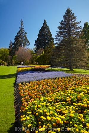 Blenheim;bloom;blooming;blooms;blossom;blossoming;blossoms;Botanic-Garden;Botanic-Gardens;Botanical-Garden;Botanical-Gardens;conifer;conifers;floral;flower;flower-beds;flower-garden;flower-gardens;flowers;fresh;grow;growth;lilac;Marlborough;mauve;N.Z.;New-Zealand;NZ;orange;park;parks;Pollard-Park;purple;renew;S.I.;season;seasonal;seasons;SI;South-Is;South-Is.;South-Island;spring;spring-time;spring_time;springtime;Sth-Is;tree;trees;violet;yellow-flowers