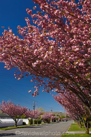 avenue;Blenheim;bloom;blooming;blooms;blossom;blossoming;blossoms;flower;flowers;fresh;grow;growth;Marlborough;N.Z.;New-Zealand;NZ;pink;pink-blossom;renew;S.I.;season;seasonal;seasons;SI;South-Is;South-Is.;South-Island;spring;spring-time;spring_time;springtime;Sth-Is