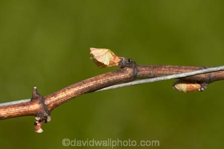 agricultural;agriculture;Blenheim;budding;buds;country;countryside;crop;crops;cultivation;farm;farming;farmland;farms;field;fields;grape;grapes;grapevine;Highfield-Vineyard;Highfield-Winery;horticulture;Marlborough;N.Z.;New-Zealand;NZ;rural;S.I.;SI;South-Is;South-Island;spring;Sth-Is;vine;vines;vineyard;vineyards;vintage;wine;wineries;winery;wines