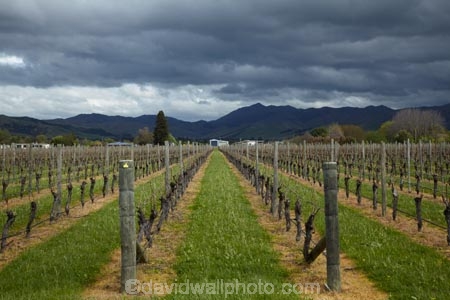 agricultural;agriculture;approaching-storm;approaching-storms;black-cloud;black-clouds;Blenheim;cloud;clouds;cloudy;country;countryside;crop;crops;cultivation;dark-cloud;dark-clouds;farm;farming;farmland;farms;field;fields;grape;grapes;grapevine;gray-cloud;gray-clouds;grey-cloud;grey-clouds;horticulture;Marlborough;N.Z.;New-Zealand;NZ;rain-cloud;rain-clouds;rain-storm;rain-storms;row;rows;rural;S.I.;SI;South-Is;South-Island;Sth-Is;storm;storm-cloud;storm-clouds;storms;thunder-storm;thunder-storms;thunderstorm;thunderstorms;vine;vines;vineyard;vineyards;vintage;weather;wine;wineries;winery;wines
