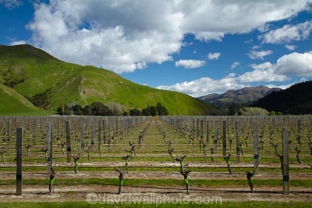 agricultural;agriculture;country;countryside;crop;crops;cultivation;farm;farming;farmland;farms;field;fields;grape;grapes;grapevine;horticulture;Marlborough;N.Z.;New-Zealand;NZ;Pioneer-Block-4-Sawcut;row;rows;rural;S.I.;Saint-Clair-Family-Estate;Saint-Clair-Vineyard;Sawcut-Block-4-vineyard;Sawcut-Vineyard;SI;South-Is;South-Is.;South-Island;Sth-Is;Ure-Valley;UreWaima-Valley;vine;vines;vineyard;vineyards;vintage;Waima-River-Valley;Waima-Valley;WaimaUre-Valley;wine;wineries;winery;wines
