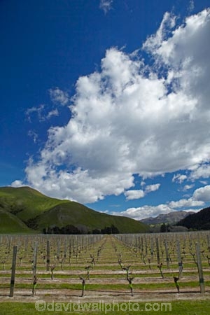 agricultural;agriculture;country;countryside;crop;crops;cultivation;farm;farming;farmland;farms;field;fields;grape;grapes;grapevine;horticulture;Marlborough;N.Z.;New-Zealand;NZ;Pioneer-Block-4-Sawcut;row;rows;rural;S.I.;Saint-Clair-Family-Estate;Saint-Clair-Vineyard;Sawcut-Block-4-vineyard;Sawcut-Vineyard;SI;South-Is;South-Is.;South-Island;Sth-Is;Ure-Valley;UreWaima-Valley;vine;vines;vineyard;vineyards;vintage;Waima-River-Valley;Waima-Valley;WaimaUre-Valley;wine;wineries;winery;wines