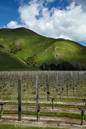 agricultural;agriculture;country;countryside;crop;crops;cultivation;farm;farming;farmland;farms;field;fields;grape;grapes;grapevine;horticulture;Marlborough;N.Z.;New-Zealand;NZ;Pioneer-Block-4-Sawcut;row;rows;rural;S.I.;Saint-Clair-Family-Estate;Saint-Clair-Vineyard;Sawcut-Block-4-vineyard;Sawcut-Vineyard;SI;South-Is;South-Is.;South-Island;Sth-Is;Ure-Valley;UreWaima-Valley;vine;vines;vineyard;vineyards;vintage;Waima-River-Valley;Waima-Valley;WaimaUre-Valley;wine;wineries;winery;wines