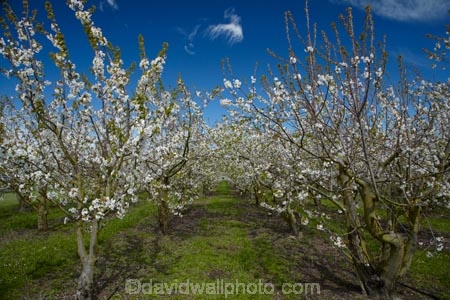Blenheim;bloom;blooming;blooms;blossom;blossoming;blossoms;country;countryside;crop;crops;farm;farming;farmland;farms;field;flower;flowering;flowers;fresh;fruit;fruit-tree;fruit-trees;grow;growth;horticulture;Marlborough;N.Z.;New-Zealand;NZ;orchard;orchards;renew;row;rows;rural;S.I.;season;seasonal;seasons;SI;South-Is;South-Is.;South-Island;spring;Spring-blossom;spring-time;spring_time;springtime;Sth-Is;tree;trees;Westwood-Orchard