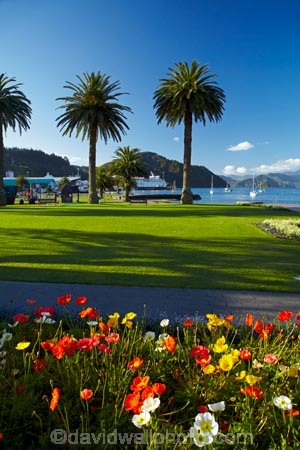 bloom;blooms;blooning;floral;flower;flower-bed;flower-beds;flower-garden;flower-gardens;flowers;Foreshore-Reserve;garden;gardens;Marlborough;Marlborough-Sounds;N.Z.;New-Zealand;NZ;palm;palm-tree;palm-trees;palms;park;parks;Picton;Picton-Foreshore-Reserve;Picton-Harbor;Picton-Harbour;public-flower-garden;public-garden;public-gardens;Queen-Charlotte-Sound;S.I.;SI;South-Is;South-Island;Sth-Is
