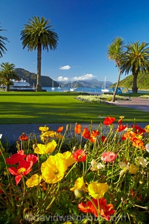 bloom;blooms;blooning;floral;flower;flower-bed;flower-beds;flower-garden;flower-gardens;flowers;Foreshore-Reserve;garden;gardens;Marlborough;Marlborough-Sounds;N.Z.;New-Zealand;NZ;palm;palm-tree;palm-trees;palms;park;parks;Picton;Picton-Foreshore-Reserve;Picton-Harbor;Picton-Harbour;public-flower-garden;public-garden;public-gardens;Queen-Charlotte-Sound;S.I.;SI;South-Is;South-Island;Sth-Is