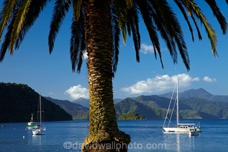 calm;Foreshore-Reserve;Marlborough;Marlborough-Sounds;moor;moored;mooring;moorings;N.Z.;New-Zealand;NZ;palm;palm-tree;palm-trees;palms;park;parks;Picton;Picton-Harbor;Picton-Harbour;placid;Queen-Charlotte-Sound;quiet;reflected;reflection;reflections;S.I.;sail-boat;sail-boats;sailboat;sailboats;serene;SI;smooth;South-Is;South-Island;Sth-Is;still;tranquil;water;yacht;yachts