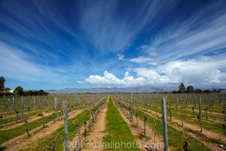 agricultural;agriculture;Blenheim;country;countryside;crop;crops;cultivation;farm;farming;farmland;farms;field;fields;grape;grapes;grapevine;horticulture;Marlborough;Marlborough-Vineyard;Marlborough-Vineyards;Marlborough-Wine;Marlborough-Wines;N.Z.;Nautilus-Estate;Nautilus-Estates;Nautilus-Vineyard;Nautilus-Vineyards;Nautilus-Winery;Nautilus-Winerys;New-Zealand;NZ;Opawa-Vineyard;Opawa-Vineyards;Rapaura-Rd;Rapaura-Road;Renwick;row;rows;rural;S.I.;SI;South-Is;South-Island;Sth-Is;vine;vines;vineyard;vineyards;vintage;wineries;winery