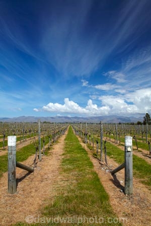 agricultural;agriculture;Blenheim;country;countryside;crop;crops;cultivation;farm;farming;farmland;farms;field;fields;grape;grapes;grapevine;horticulture;Marlborough;Marlborough-Vineyard;Marlborough-Vineyards;Marlborough-Wine;Marlborough-Wines;N.Z.;Nautilus-Estate;Nautilus-Estates;Nautilus-Vineyard;Nautilus-Vineyards;Nautilus-Winery;Nautilus-Winerys;New-Zealand;NZ;Opawa-Vineyard;Opawa-Vineyards;Rapaura-Rd;Rapaura-Road;Renwick;row;rows;rural;S.I.;SI;South-Is;South-Island;Sth-Is;vine;vines;vineyard;vineyards;vintage;wineries;winery