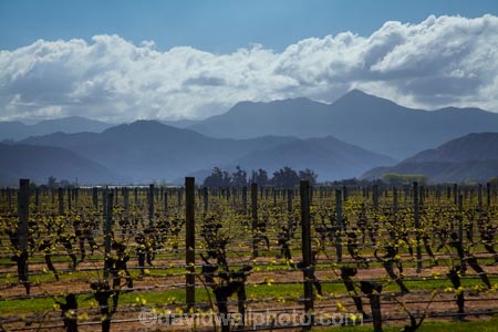 agricultural;agriculture;Blenheim;country;countryside;crop;crops;cultivation;farm;farming;farmland;farms;field;fields;grape;grapes;grapevine;horticulture;Marlborough;Marlborough-Vineyard;Marlborough-Vineyards;Marlborough-Wine;Marlborough-Wines;N.Z.;New-Zealand;NZ;Renwick;row;rows;rural;S.I.;SI;South-Is;South-Island;Sth-Is;vine;vines;vineyard;vineyards;vintage;wineries;winery