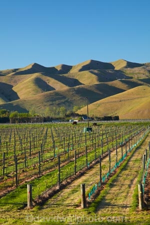 agricultural;agriculture;Blenheim;country;countryside;crop;crops;cultivation;farm;farming;farmland;farms;field;fields;grape;grapes;grapevine;horticulture;Marlborough;Marlborough-Vineyard;Marlborough-Vineyards;Marlborough-Wine;Marlborough-Wines;N.Z.;New-Zealand;NZ;Riverlands;row;rows;rural;S.I.;SI;South-Is;South-Island;Sth-Is;vine;vines;Vineyard;vineyards;vintage;wineries;winery;Wither-Hills