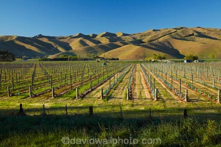 agricultural;agriculture;Blenheim;country;countryside;crop;crops;cultivation;farm;farming;farmland;farms;field;fields;grape;grapes;grapevine;horticulture;Marlborough;Marlborough-Vineyard;Marlborough-Vineyards;Marlborough-Wine;Marlborough-Wines;N.Z.;New-Zealand;NZ;Riverlands;row;rows;rural;S.I.;SI;South-Is;South-Island;Sth-Is;vine;vines;Vineyard;vineyards;vintage;wineries;winery;Wither-Hills