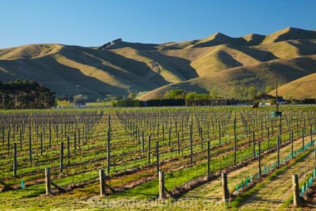agricultural;agriculture;Blenheim;country;countryside;crop;crops;cultivation;farm;farming;farmland;farms;field;fields;grape;grapes;grapevine;horticulture;Marlborough;Marlborough-Vineyard;Marlborough-Vineyards;Marlborough-Wine;Marlborough-Wines;N.Z.;New-Zealand;NZ;Riverlands;row;rows;rural;S.I.;SI;South-Is;South-Island;Sth-Is;vine;vines;Vineyard;vineyards;vintage;wineries;winery;Wither-Hills