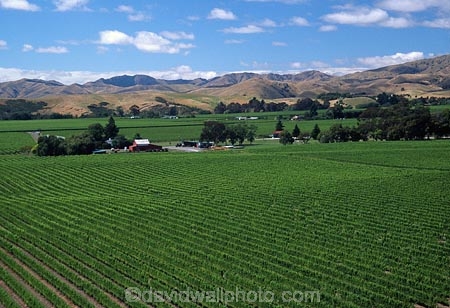acre;acres;crop;crops;cultivation;farm;farming;farms;field;fields;grape;grapes;grapevine;hectare;hectares;horticulture;huge;row;rows;rural;vast;vine;vines;vineyard;vineyards;vintage;wine;wineries;winery;wines