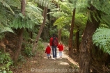 beautiful;beauty;boy;bush;child;children;endemic;families;family;fern;ferns;forest;forests;girl;green;hike;hiker;hikers;hiking;Marlborough;Marlborough-Sounds;mother;native;native-bush;natives;natural;nature;New-Zealand;ponga;pongas;punga;pungas;Queen-Charlotte-Track;scene;scenic;South-Island;track;tracks;tramp;tramper;trampers;tramping;tree;tree-fern;tree-ferns;trees;trek;treker;trekers;treking;trekker;trekkers;trekking;walk;walker;walkers;walking;walking-track;walking-tracks