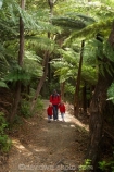 beautiful;beauty;boy;bush;child;children;endemic;families;family;fern;ferns;forest;forests;girl;green;hike;hiker;hikers;hiking;Marlborough;Marlborough-Sounds;mother;native;native-bush;natives;natural;nature;New-Zealand;ponga;pongas;punga;pungas;Queen-Charlotte-Track;scene;scenic;South-Island;track;tracks;tramp;tramper;trampers;tramping;tree;tree-fern;tree-ferns;trees;trek;treker;trekers;treking;trekker;trekkers;trekking;walk;walker;walkers;walking;walking-track;walking-tracks