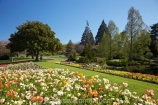 Blenheim;bloom;blooming;blooms;Botanic-Garden;Botanic-Gardens;Botanical-Garden;Botanical-Gardens;flower;flowers;fresh;grow;growth;Marlborough;N.Z.;New-Zealand;NZ;Pollard-Park;poppies;renew;S.I.;season;seasonal;seasons;SI;South-Is.;South-Island;spring;springtime