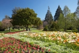 Blenheim;bloom;blooming;blooms;Botanic-Garden;Botanic-Gardens;Botanical-Garden;Botanical-Gardens;flower;flowers;fresh;grow;growth;Marlborough;N.Z.;New-Zealand;NZ;Pollard-Park;poppies;renew;S.I.;season;seasonal;seasons;SI;South-Is.;South-Island;spring;springtime;tulip;tulips