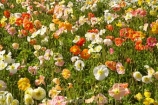 Blenheim;bloom;blooming;blooms;Botanic-Garden;Botanic-Gardens;Botanical-Garden;Botanical-Gardens;flower;flowers;fresh;grow;growth;Marlborough;N.Z.;New-Zealand;NZ;Pollard-Park;poppies;renew;S.I.;season;seasonal;seasons;SI;South-Is.;South-Island;spring;springtime