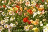 Blenheim;bloom;blooming;blooms;Botanic-Garden;Botanic-Gardens;Botanical-Garden;Botanical-Gardens;flower;flowers;fresh;grow;growth;Marlborough;N.Z.;New-Zealand;NZ;Pollard-Park;poppies;renew;S.I.;season;seasonal;seasons;SI;South-Is.;South-Island;spring;springtime