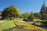 Blenheim;bloom;blooming;blooms;Botanic-Garden;Botanic-Gardens;Botanical-Garden;Botanical-Gardens;flower;flowers;fresh;grow;growth;Marlborough;N.Z.;New-Zealand;NZ;Pollard-Park;renew;S.I.;season;seasonal;seasons;SI;South-Is.;South-Island;spring;springtime