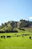 agricultural;agriculture;animal;animals;cattle;country;countryside;cow;cows;farm;farming;farmland;farms;field;fields;grass;grassy;Herbivore;Herbivores;Herbivorous;horticulture;Livestock;mammal;mammals;Marlborough;meadow;meadows;N.Z.;new-zealand;NZ;Okaramio;paddock;paddocks;pasture;pastures;rural;S.I.;SI;South-Is.;South-Island;stock