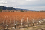 agricultural;agriculture;country;countryside;crop;crops;cultivation;farm;farming;farmland;farms;field;fields;grape;grapes;grapevine;horticulture;Marlborough;N.Z.;New-Zealand;NZ;posts;row;rows;rural;S.I.;SI;South-Is;South-Island;vine;vines;vineyard;vineyards;vintage;wine;wineries;winery;wines;winter