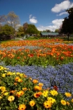 Blenheim;bloom;blooming;blooms;Botanic-Garden;Botanic-Gardens;Botanical-Garden;Botanical-Gardens;floral;flower;flower-beds;flower-garden;flower-gardens;flowers;fresh;grow;growth;Marlborough;N.Z.;New-Zealand;NZ;orange;park;parks;Pollard-Park;renew;S.I.;season;seasonal;seasons;SI;South-Is;South-Is.;South-Island;spring;spring-time;spring_time;springtime;Sth-Is;violet;yellow