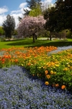 Blenheim;bloom;blooming;blooms;Botanic-Garden;Botanic-Gardens;Botanical-Garden;Botanical-Gardens;floral;flower;flower-beds;flower-garden;flower-gardens;flowers;fresh;grow;growth;Marlborough;N.Z.;New-Zealand;NZ;orange;park;parks;Pollard-Park;renew;S.I.;season;seasonal;seasons;SI;South-Is;South-Is.;South-Island;spring;spring-time;spring_time;springtime;Sth-Is;violet