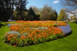 Blenheim;bloom;blooming;blooms;Botanic-Garden;Botanic-Gardens;Botanical-Garden;Botanical-Gardens;floral;flower;flower-beds;flower-garden;flower-gardens;flowers;fresh;grow;growth;Marlborough;N.Z.;New-Zealand;NZ;orange;park;parks;Pollard-Park;renew;S.I.;season;seasonal;seasons;SI;South-Is;South-Is.;South-Island;spring;spring-time;spring_time;springtime;Sth-Is;violet;yellow