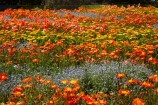 Blenheim;bloom;blooming;blooms;Botanic-Garden;Botanic-Gardens;Botanical-Garden;Botanical-Gardens;floral;flower;flower-beds;flower-garden;flower-gardens;flowers;fresh;grow;growth;Marlborough;N.Z.;New-Zealand;NZ;orange;park;parks;Pollard-Park;renew;S.I.;season;seasonal;seasons;SI;South-Is;South-Is.;South-Island;spring;spring-time;spring_time;springtime;Sth-Is;violet