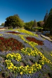 Blenheim;bloom;blooming;blooms;blossom;blossoming;blossoms;Botanic-Garden;Botanic-Gardens;Botanical-Garden;Botanical-Gardens;floral;flower;flower-beds;flower-garden;flower-gardens;flowers;fresh;grow;growth;lilac;Marlborough;mauve;N.Z.;New-Zealand;NZ;park;parks;Pollard-Park;purple;red;renew;S.I.;season;seasonal;seasons;SI;South-Is;South-Is.;South-Island;spring;spring-time;spring_time;springtime;Sth-Is;tree;trees;violet;yellow-flowers