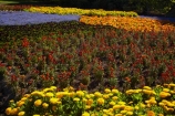 Blenheim;bloom;blooming;blooms;blossom;blossoming;blossoms;Botanic-Garden;Botanic-Gardens;Botanical-Garden;Botanical-Gardens;floral;flower;flower-beds;flower-garden;flower-gardens;flowers;fresh;grow;growth;lilac;Marlborough;mauve;N.Z.;New-Zealand;NZ;orange;park;parks;Pollard-Park;purple;red;renew;S.I.;season;seasonal;seasons;SI;South-Is;South-Is.;South-Island;spring;spring-time;spring_time;springtime;Sth-Is;violet;yellow-flowers