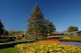 Blenheim;bloom;blooming;blooms;blossom;blossoming;blossoms;Botanic-Garden;Botanic-Gardens;Botanical-Garden;Botanical-Gardens;conifer;conifers;floral;flower;flower-beds;flower-garden;flower-gardens;flowers;fresh;grow;growth;lilac;Marlborough;mauve;N.Z.;New-Zealand;NZ;orange;park;parks;Pollard-Park;purple;renew;S.I.;season;seasonal;seasons;SI;South-Is;South-Is.;South-Island;spring;spring-time;spring_time;springtime;Sth-Is;tree;trees;violet;yellow-flowers