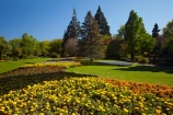 Blenheim;bloom;blooming;blooms;blossom;blossoming;blossoms;Botanic-Garden;Botanic-Gardens;Botanical-Garden;Botanical-Gardens;conifer;conifers;floral;flower;flower-beds;flower-garden;flower-gardens;flowers;fresh;grow;growth;Marlborough;N.Z.;New-Zealand;NZ;park;parks;Pollard-Park;renew;S.I.;season;seasonal;seasons;SI;South-Is;South-Is.;South-Island;spring;spring-time;spring_time;springtime;Sth-Is;tree;trees;yellow-flowers