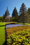 Blenheim;bloom;blooming;blooms;blossom;blossoming;blossoms;Botanic-Garden;Botanic-Gardens;Botanical-Garden;Botanical-Gardens;conifer;conifers;floral;flower;flower-beds;flower-garden;flower-gardens;flowers;fresh;grow;growth;lilac;Marlborough;mauve;N.Z.;New-Zealand;NZ;orange;park;parks;Pollard-Park;purple;renew;S.I.;season;seasonal;seasons;SI;South-Is;South-Is.;South-Island;spring;spring-time;spring_time;springtime;Sth-Is;tree;trees;violet;yellow-flowers