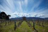 agricultural;agriculture;Blenheim;cloud;clouds;country;countryside;crop;crops;cultivation;farm;farming;farmland;farms;field;fields;grape;grapes;grapevine;horticulture;Huia-Vineyards;Huia-Wineries;Huia-Winery;Marlborough;Marlborough-Vineyard;Marlborough-Vineyards;Marlborough-Wine;Marlborough-Wines;N.Z.;New-Zealand;NZ;Renwick;row;rows;rural;S.I.;SI;skies;sky;South-Is;South-Island;Sth-Is;vine;vines;vineyard;vineyards;vintage;wineries;winery