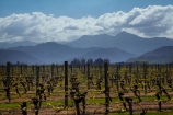 agricultural;agriculture;Blenheim;country;countryside;crop;crops;cultivation;farm;farming;farmland;farms;field;fields;grape;grapes;grapevine;horticulture;Marlborough;Marlborough-Vineyard;Marlborough-Vineyards;Marlborough-Wine;Marlborough-Wines;N.Z.;New-Zealand;NZ;Renwick;row;rows;rural;S.I.;SI;South-Is;South-Island;Sth-Is;vine;vines;vineyard;vineyards;vintage;wineries;winery