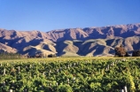 crop;crops;cultivation;farm;farming;farms;field;fields;grape;grapes;grapevine;horticulture;row;rows;rural;vine;vines;vineyard;vineyards;vintage;wine;wineries;winery;wines
