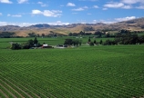 acre;acres;crop;crops;cultivation;farm;farming;farms;field;fields;grape;grapes;grapevine;hectare;hectares;horticulture;huge;row;rows;rural;vast;vine;vines;vineyard;vineyards;vintage;wine;wineries;winery;wines