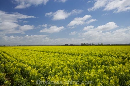 agricultural;agriculture;canola;Canterbury;Christchurch;cloud;clouds;color;colors;colour;colours;country;countryside;crop;cropping;crops;cultivate;cultivation;farm;farming;farmland;farms;field;fields;flower;flowers;horticultural;horticulture;meadow;meadows;N.Z.;New-Zealand;NZ;paddock;paddocks;pasture;pastures;rape-seed;rape_seed;rapeseed;rural;S.I.;SI;sky;South-Canterbury;South-Is.;south-island;Sth-Canterbury;yellow
