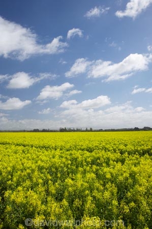 agricultural;agriculture;canola;Canterbury;Christchurch;cloud;clouds;color;colors;colour;colours;country;countryside;crop;cropping;crops;cultivate;cultivation;farm;farming;farmland;farms;field;fields;flower;flowers;horticultural;horticulture;meadow;meadows;N.Z.;New-Zealand;NZ;paddock;paddocks;pasture;pastures;rape-seed;rape_seed;rapeseed;rural;S.I.;SI;sky;South-Canterbury;South-Is.;south-island;Sth-Canterbury;yellow