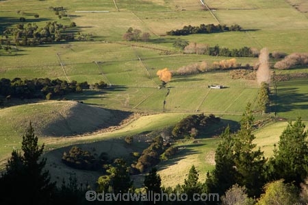 agricultural;agriculture;Canterbury;country;countryside;farm;farming;farmland;farms;field;fields;meadow;meadows;N.Z.;New-Zealand;NZ;paddock;paddocks;pasture;pastures;rural;S.I.;SI;South-Canterbury;South-Is;South-Island;Waimate