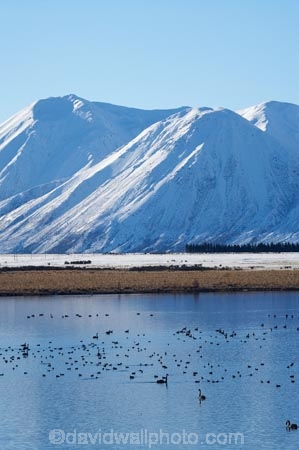bird;birds;calm;Canterbury;Canterbury-Foothills;cold;duck;ducks;Hakatere-Conservation-Park;lake;Lake-Heron;lakes;Mid-Canterbury;N.Z.;New-Zealand;NZ;Ornithology;Palmer-Range;placid;quiet;reflection;reflections;S.I.;season;seasonal;seasons;serene;SI;smooth;snow;snowy;South-Is;South-Island;still;swan;swans;tranquil;water;water-bird;water-birds;white;wildlife;winter;wintery