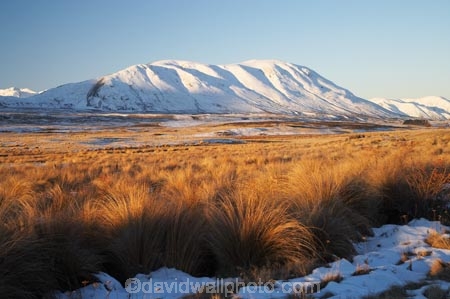 Canterbury;cold;Mid-Canterbury;Mount-Guy;Mt-Guy;Mt.-Guy;N.Z.;New-Zealand;NZ;S.I.;season;seasonal;seasons;SI;snow;snowy;South-Is;South-Island;tussock;tussocks;white;winter;wintery
