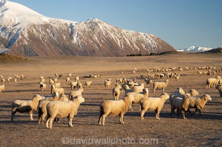 alp;alpine;alps;altitude;Canterbury;cold;Lake-Coleridge;livestock;Mid-Canterbury;mount;Mount-Hutt-Range;mountain;mountain-peak;mountainous;mountains;mt;Mt-Hutt-Range;mt.;Mt.-Hutt-Range;N.Z.;New-Zealand;NZ;peak;peaks;range;ranges;S.I.;season;seasonal;seasons;sheep;SI;snow;snow-capped;snow_capped;snowcapped;snowy;South-Is;South-Island;stock;summit;summits;white;winter;wintery
