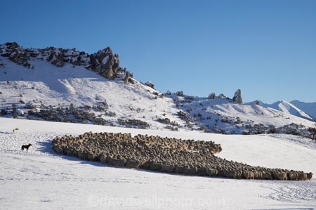 agricultural;agriculture;Animal;Animals;Arthurs-Pass-Road;Canterbury;Castle-Hill;Castle-Hill-Station;cold;country;countryside;Crowd;Crowded;Crowds;dog;dogs;drove;droving;ewes;farm;Farm-animals;farming;farmland;farms;field;fields;flock;flocks;geological;geology;herbivore;herbivores;herbivorous;herd;herds;limestone-tors;livestock;mammal;mammals;meadow;meadows;mob;mobs;muster;mustering;N.Z.;New-Zealand;NZ;Outdoor;Outdoors;Outside;paddock;paddocks;pasture;pastures;rock;rock-formation;rock-formations;rock-outcrop;rock-outcrops;rock-tor;rock-torr;rock-torrs;rock-tors;rocks;rural;S.I.;season;seasonal;seasons;sheep;sheep-dog;sheep-dogs;sheepdog;sheepdogs;shepherd-dog;shepherd-dogs;SI;snow;snowy;South-Is;South-Island;State-Highway-73;State-Highway-Seventy-Three;stock;stone;white;winter;wintery;wool;woolly;wooly;working-dog;working-dogs