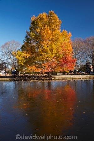 Ashburton;autuminal;autumn;autumn-colour;autumn-colours;autumnal;calm;Canterbury;cold;color;colors;colour;colours;deciduous;fall;ice;icy;July;leaf;leaves;liquid-amber;liquid-amber-tree;liquid-amber-trees;Mid-Canterbury;N.Z.;New-Zealand;NZ;placid;pond;ponds;pool;pools;quiet;reflection;reflections;S.I.;season;seasonal;seasons;serene;SI;smooth;South-Is.;South-Island;still;tranquil;tree;trees;water;winter