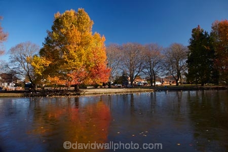 Ashburton;autuminal;autumn;autumn-colour;autumn-colours;autumnal;calm;Canterbury;cold;color;colors;colour;colours;deciduous;fall;ice;icy;July;leaf;leaves;liquid-amber;liquid-amber-tree;liquid-amber-trees;Mid-Canterbury;N.Z.;New-Zealand;NZ;placid;pond;ponds;pool;pools;quiet;reflection;reflections;S.I.;season;seasonal;seasons;serene;SI;smooth;South-Is.;South-Island;still;tranquil;tree;trees;water;winter