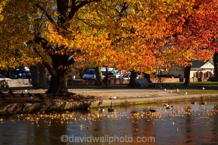 Ashburton;autuminal;autumn;autumn-colour;autumn-colours;autumnal;calm;Canterbury;cold;color;colors;colour;colours;deciduous;fall;ice;icy;July;leaf;leaves;liquid-amber;liquid-amber-tree;liquid-amber-trees;Mid-Canterbury;N.Z.;New-Zealand;NZ;placid;pond;ponds;pool;pools;quiet;reflection;reflections;S.I.;season;seasonal;seasons;serene;SI;smooth;South-Is.;South-Island;still;tranquil;tree;trees;water;winter
